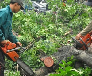 Hà Nội báo cáo vụ chặt cây xanh lên Thanh tra Chính phủ