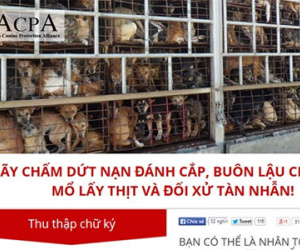 Hàng loạt sao Việt xúc động mạnh vì cảnh giết mổ chó trong clip "Về đi Vàng ơi"