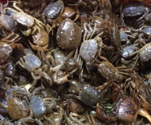 Mối nguy hiểm khi chế biến cua đồng sai cách