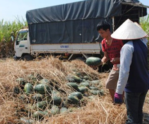 Xuất hiện "cò" o ép người trồng dưa hấu