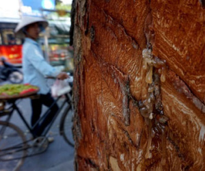 Đề nghị Công an Hà Nội vào cuộc vụ "đẽo vỏ cây xà cừ"
