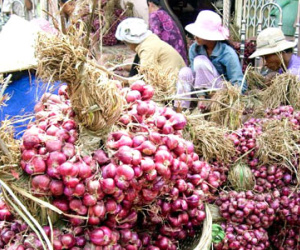 Thảm cảnh "vương quốc" hành tím miền Tây