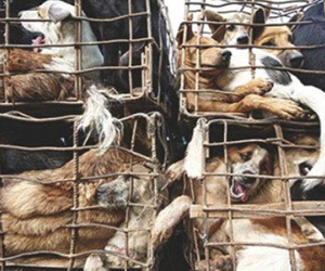 Chó vượt sông, vượt bộ từ Thái Lan tìm đường sang Việt Nam...