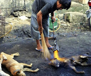 Giết chó dã man có thể phải ngồi tù 5 năm