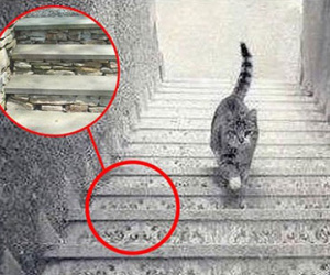 Lời giải cho bức ảnh "con mèo đi lên hay đi xuống" khiến dân tình tranh cãi
