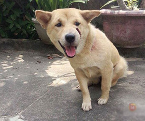 Chú chó ở Đà Nẵng 4 đêm 5 ngày chiến đấu với bọn "cẩu tặc" để trở về nhà