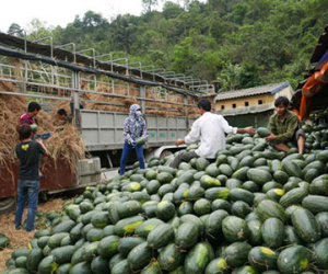 Hơn chục thương lái Trung Quốc chi phối dưa hấu Việt Nam