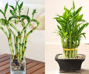 Bí quyết trồng Trúc Phú Quý đem lại tài lộc cho gia đình