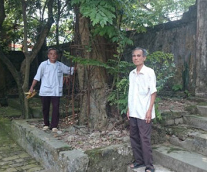 Gỗ sưa dân trồng, chính quyền đòi bán