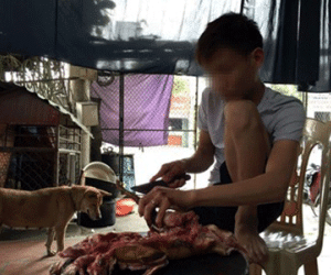 “Hành quyết” mèo trong lò mổ ở Thái Bình: Cơ quan chức năng nói gì?