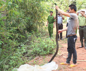 Hổ mang chúa dài 3 mét cắn chết phạm nhân