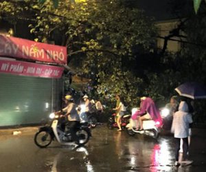 Xà cừ đổ trên phố Hà Nội, một nữ sinh bị thương