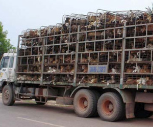 Hé lộ những cung đường tuồn chó “lậu” từ Thái Lan về Việt Nam