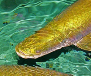 Mất trộm hai con cá hải tượng quý hiếm trị giá 140 triệu