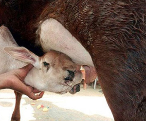 Kì lạ chú bê có tới…5 cái miệng trên đầu