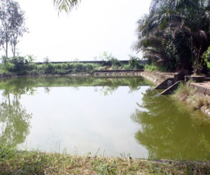 Mẹ đang tập múa, con 3 tuổi sảy chân rơi xuống ao chết đuối