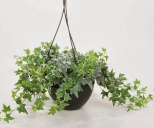 Mẹo phong thủy giúp tránh thị phi nơi công sở
