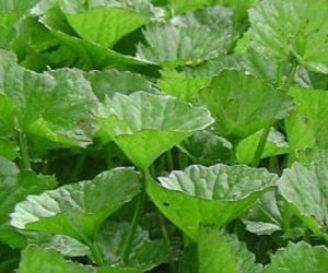 Tác hại "đáng sợ" của rau má mà bạn chưa hề biết