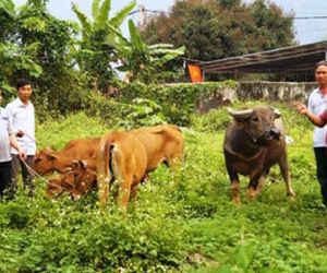 Bắt 2 anh em ruột dùng 2 ô tô đi trộm trâu, bò