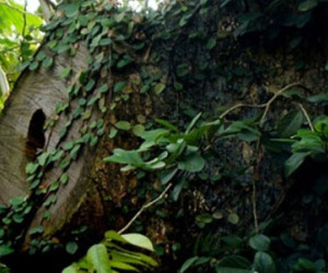 Chuyện khó hiểu xung quanh 2 gốc sưa 150 tỷ