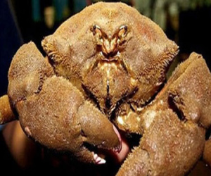 Ăn cua mặt quỷ, ba người nhập viện