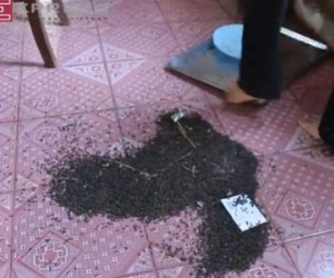 Clip: Ngôi nhà ở Đồng Nai bị bọ đậu đen bu kín