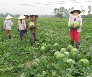 PCT Quảng Ngãi nói gì vụ Tỉnh đoàn bị nghi "ăn chặn" tiền dưa hấu