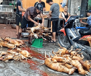 Chuyện đáng sợ ở làng thịt chó lớn nhất Thủ đô