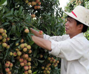 Vải thiều xuất khẩu ngóng doanh nghiệp thu mua