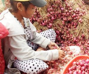 Thực hư hàng trăm người mù vì bóc hành tím