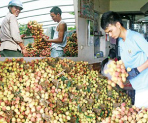 Vải tránh "dớp" dưa hấu, hành tím