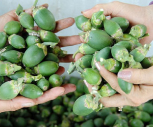 Ai mua cau non ở miền Tây?