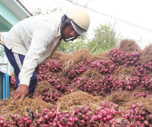 50.000 tấn hành tím tồn đọng được bán gần hết