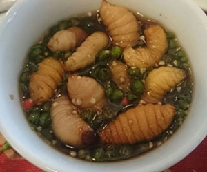 Cận cảnh "sung dược phòng the" mềm nhũn, ngoe nguẩy trên bàn nhậu