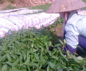 Hãi hùng rau muống để tủ lạnh vẫn dài ra cả gang tay