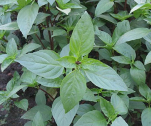 Húng quế giúp chống ung thư, ngừa sỏi thận...