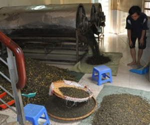 Phát hiện 12 tấn trà đang “tẩm” hóa chất