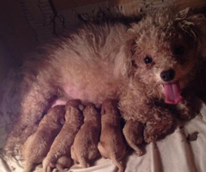 Poodle bị chú chó Akita giá trăm triệu cắn chết gây xôn xao