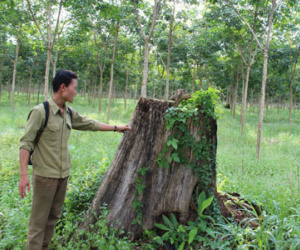 "Ban phát đất rừng cho quan chức": Báo cáo không minh bạch