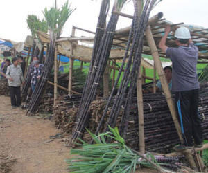 Sau dưa, hành đến lượt mía... đắng