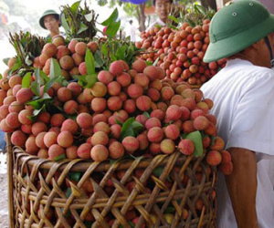 Lo cho vị ngọt của trái vải thiều