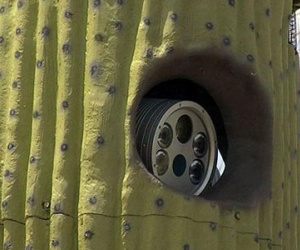 Camera giao thông giấu trong cây xương rồng giả