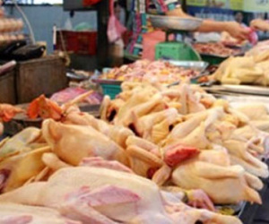 Chỉ cần 6 tiếng, thịt gà Thái sẽ tràn ngập chợ Việt!