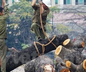 Hà Nội chỉ đạo xử lý kỷ luật sau thanh tra về cây xanh