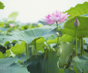 Đẹp nao lòng sen hồ Tây những ngày tháng 5