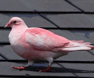 Kỳ lạ chú bồ câu màu hồng