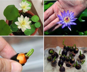 Dân Hà Nội mê mẩn hoa sen mini 7 màu giá cực chát