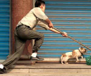 Sốc với hình ảnh những vụ trộm chó táo tợn chưa từng thấy