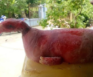 Xôn xao heo mẹ đẻ ra "quái thú" mình heo đầu gà