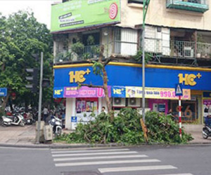 Nguyên nhân cây xanh giữa Thủ đô bị “chặt trụi” trong đêm